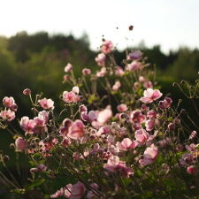 Rosa blühende Herbstanemonen