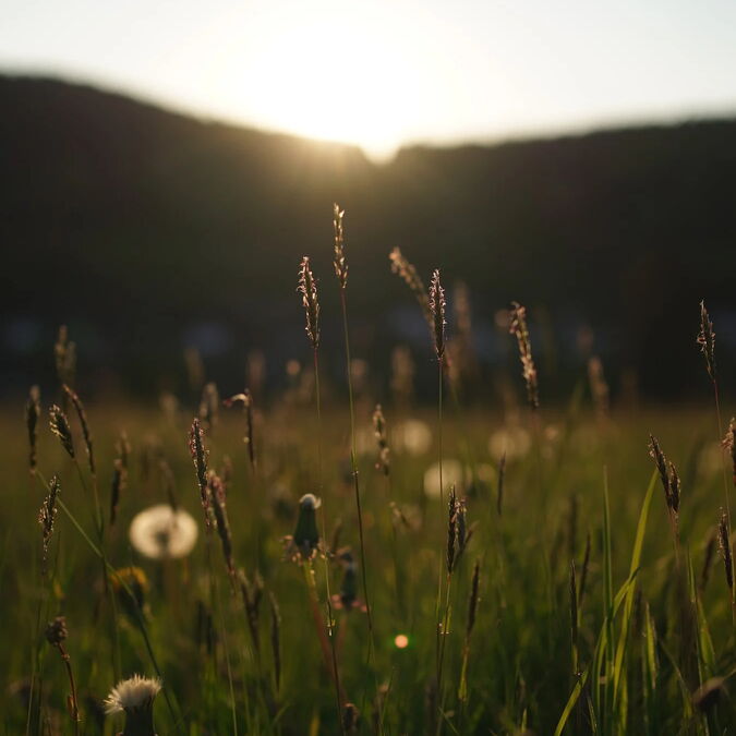 Wiese mit Pusteblumen im Abendlicht
